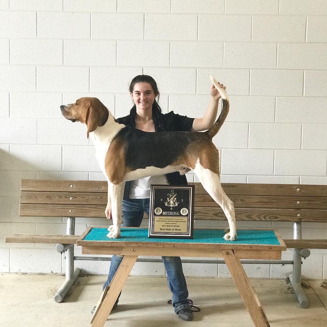 coonhound bench show